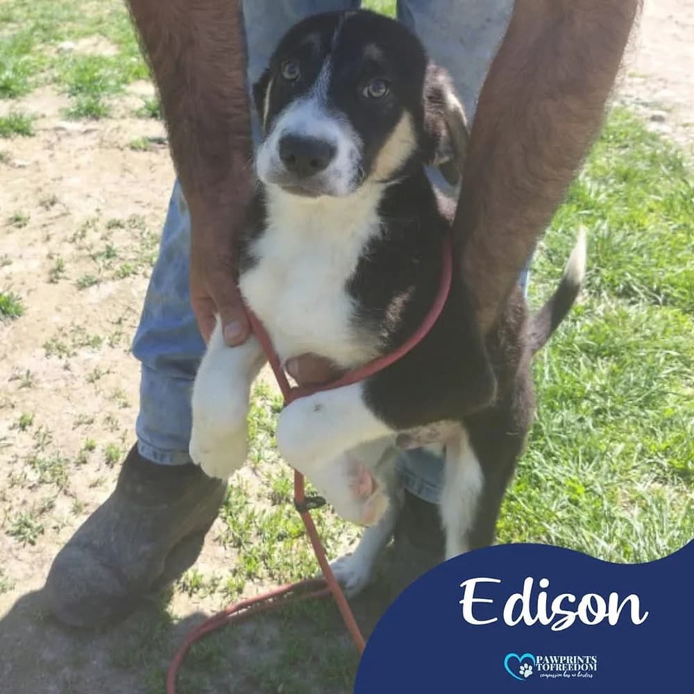 Edison, male puppy mixed breed for adoption at Pawprints to Freedom