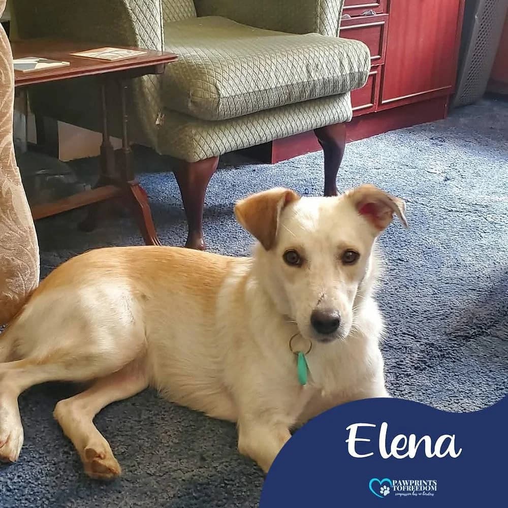 Elena, female 5yo mixed breed for adoption at Pawprints to Freedom