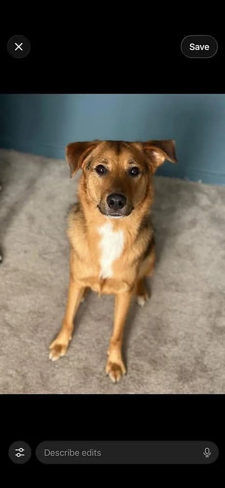 Elija, male young mixed breed for adoption at Pawprints to Freedom