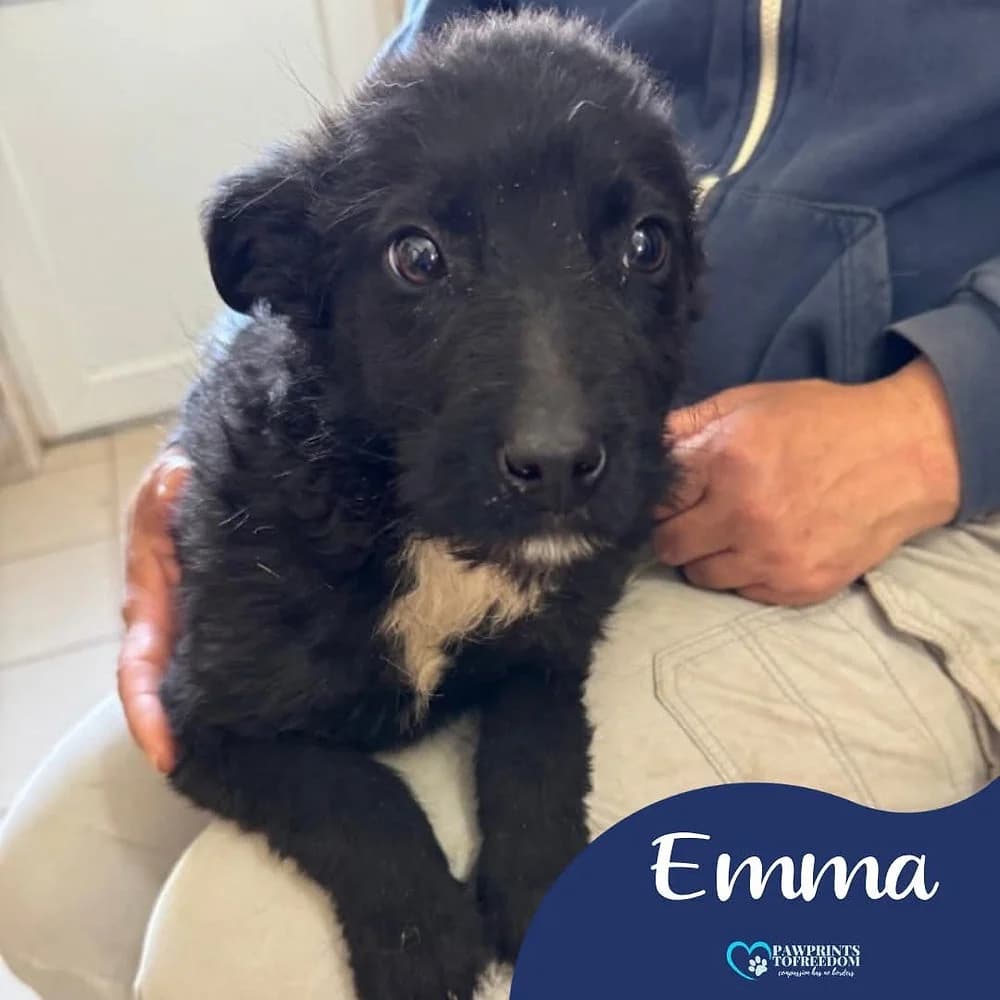 Emma, female puppy mixed breed for adoption at Pawprints to Freedom