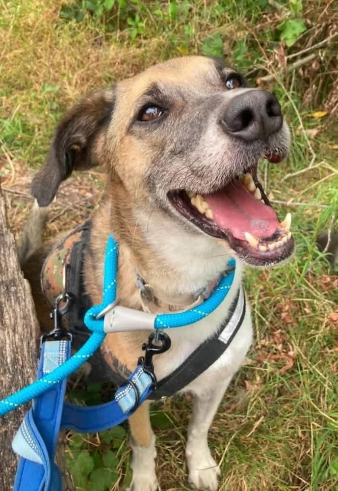 Erol, male 6yo mixed breed for adoption at Pawprints to Freedom