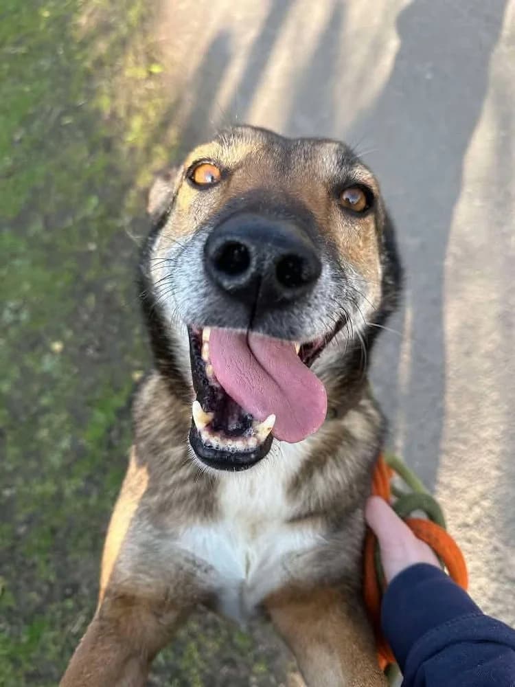 Faith, female senior mixed breed for adoption at Pawprints to Freedom