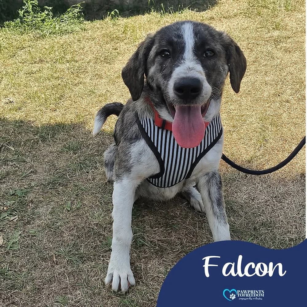 Falcon, female young mixed breed for adoption at Pawprints to Freedom
