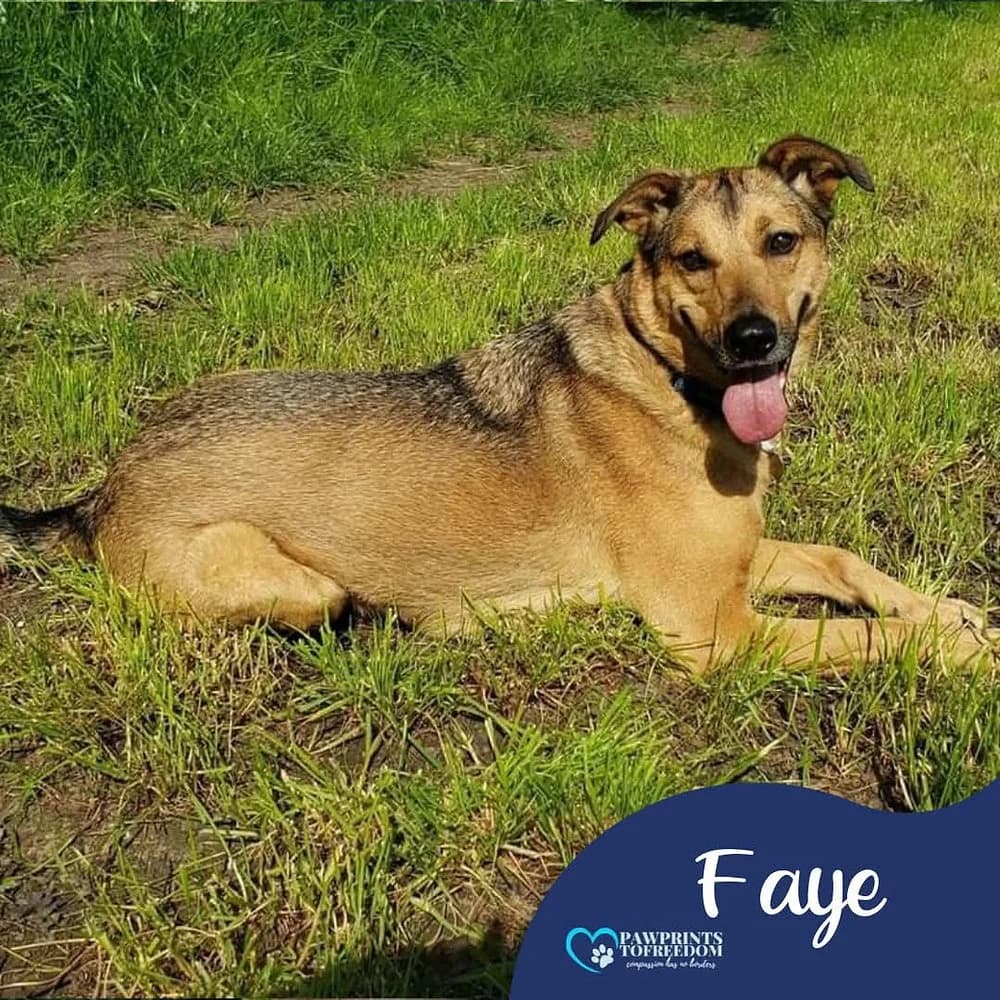 Faye, female 7yo mixed breed for adoption at Pawprints to Freedom