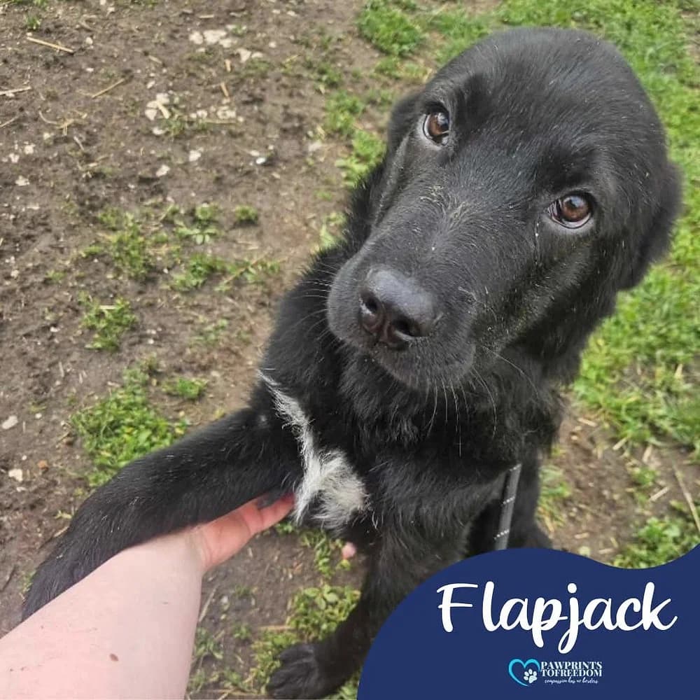 Flapjack, male young mixed breed for adoption at Pawprints to Freedom