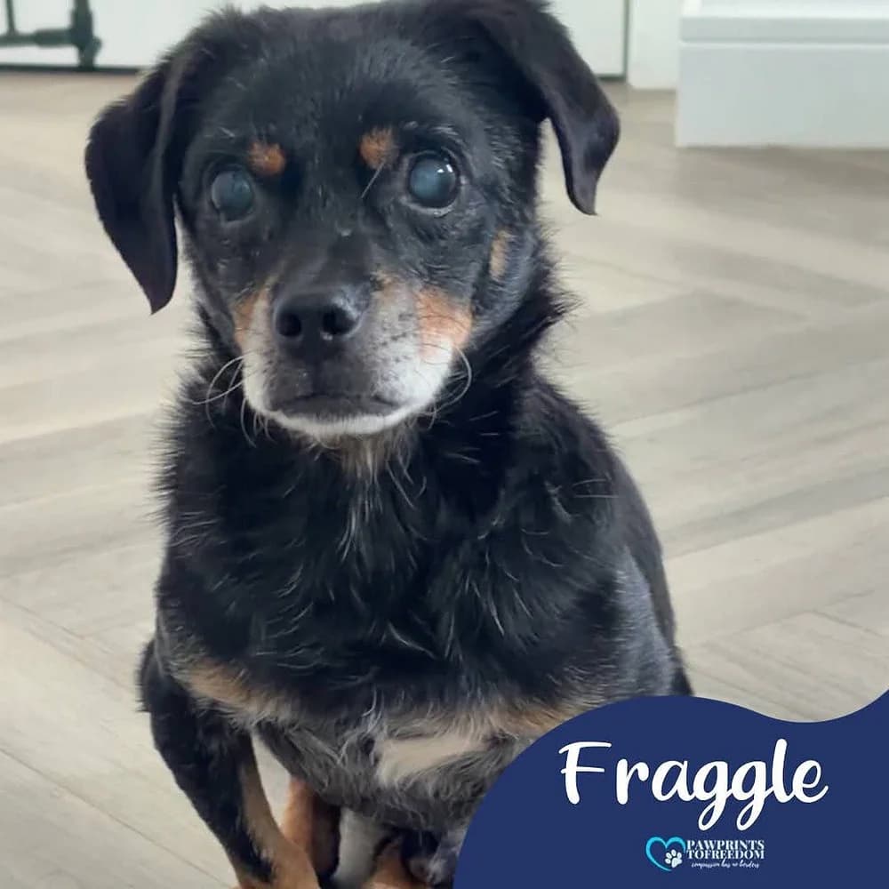 Fraggle, male senior mixed breed for adoption at Pawprints to Freedom