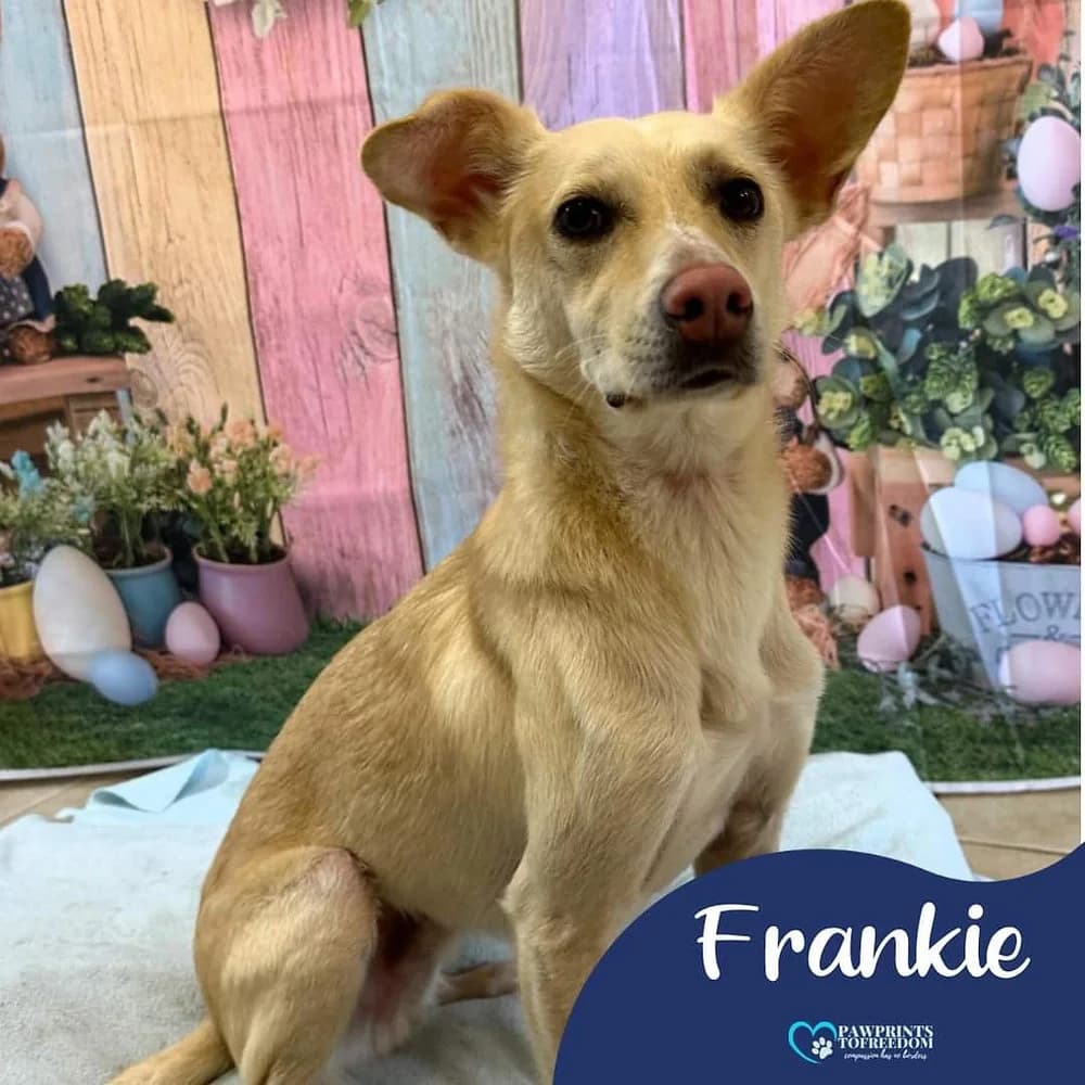 Frankie, male 3yo mixed breed for adoption at Pawprints to Freedom