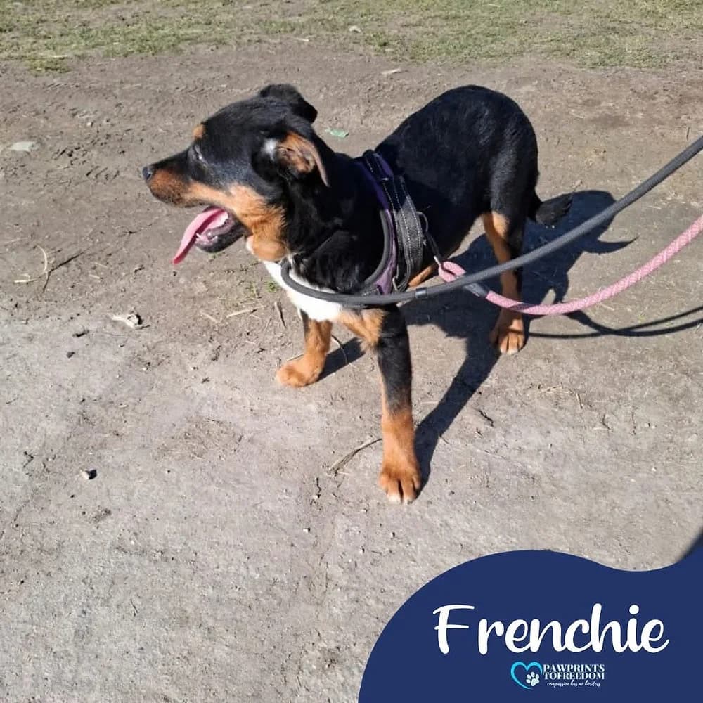 Frenchie, female puppy mixed breed for adoption at Pawprints to Freedom