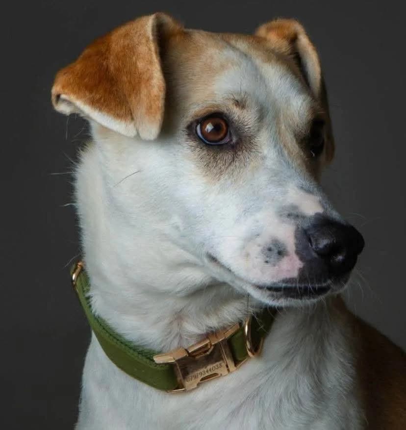 Freya, female 4yo mixed breed for adoption at Pawprints to Freedom