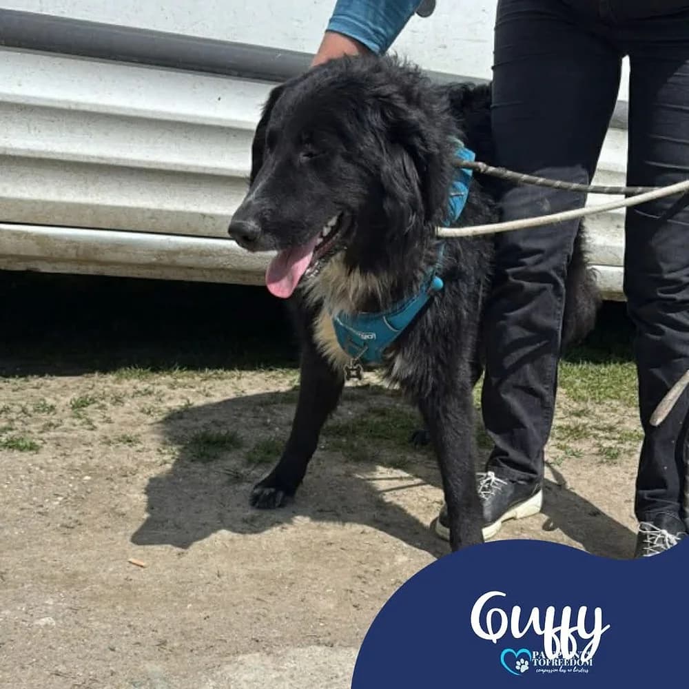 Guffy, male puppy mixed breed for adoption at Pawprints to Freedom