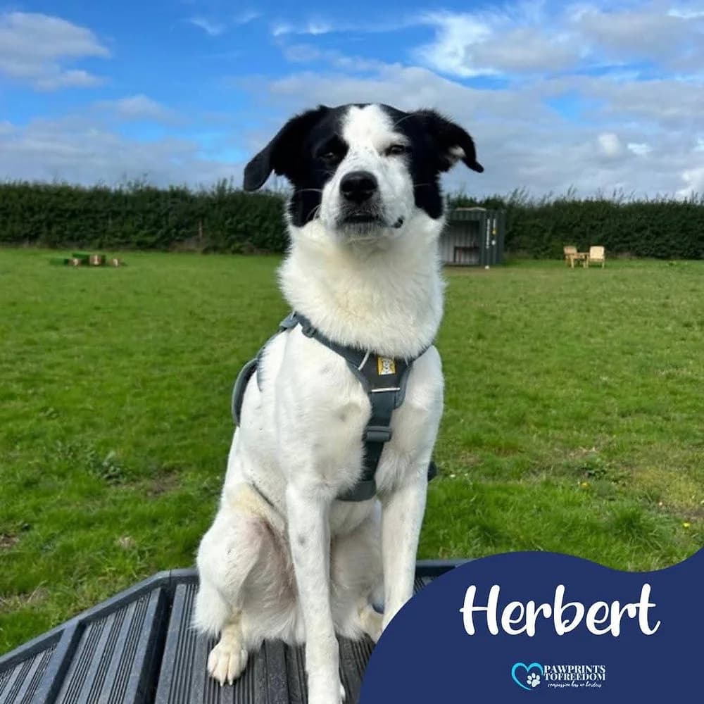 Herbert, male 4yo mixed breed for adoption at Pawprints to Freedom