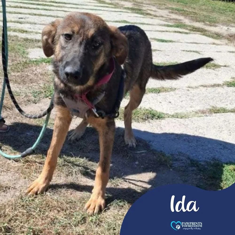 Ida, female young mixed breed for adoption at Pawprints to Freedom