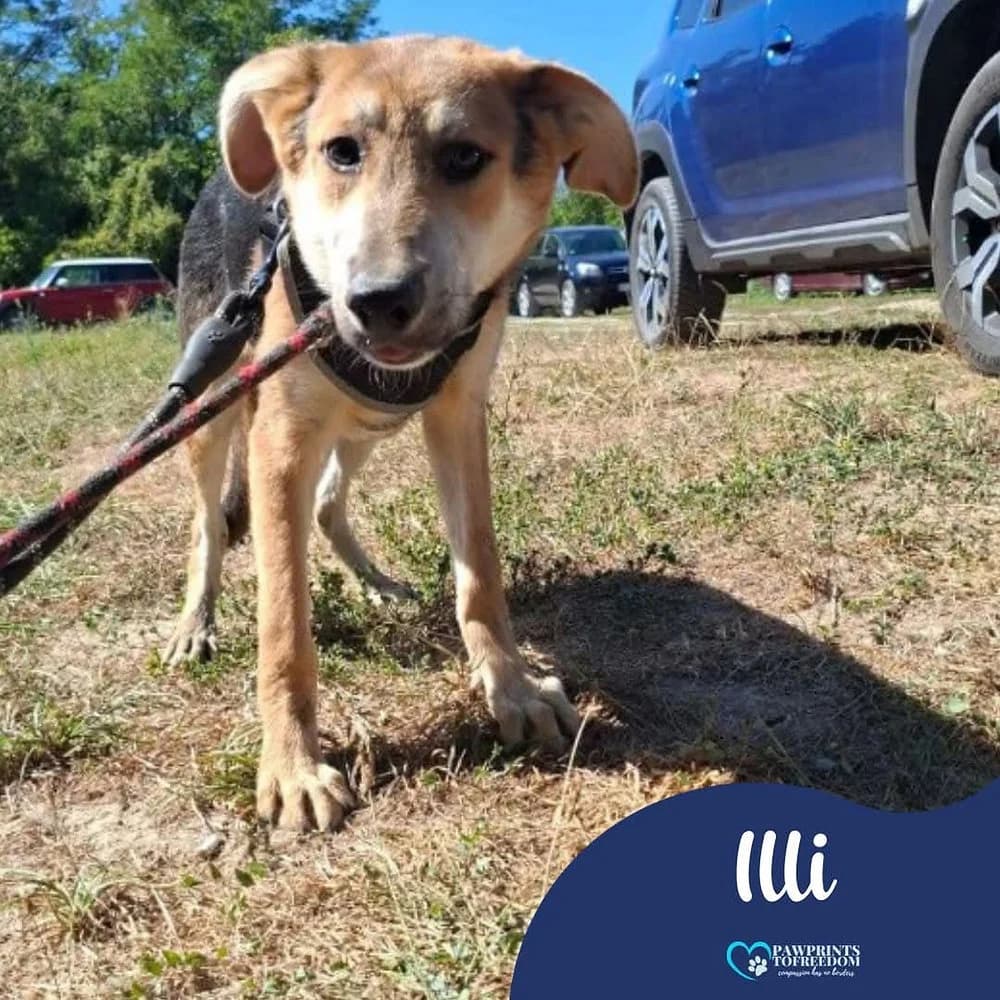 Illi, male young mixed breed for adoption at Pawprints to Freedom