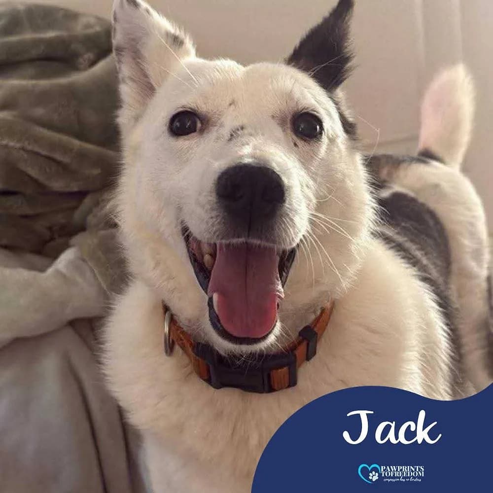 Jack, male 5yo mixed breed for adoption at Pawprints to Freedom