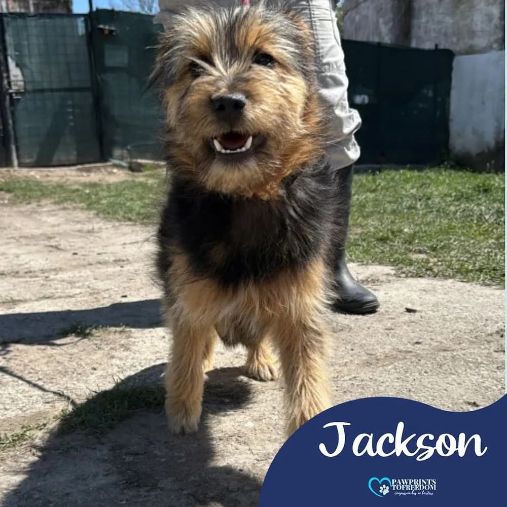 Jackson, male puppy mixed breed for adoption at Pawprints to Freedom