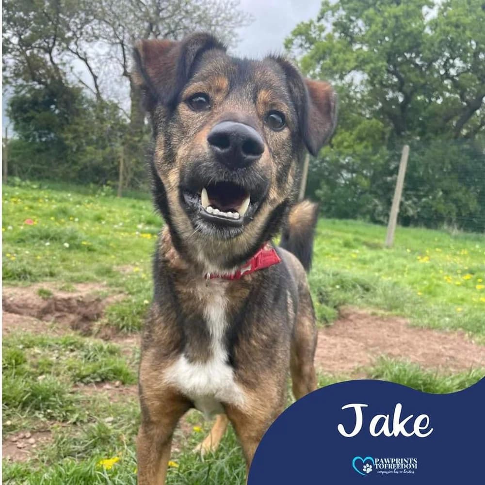 Jake, male 6yo mixed breed for adoption at Pawprints to Freedom