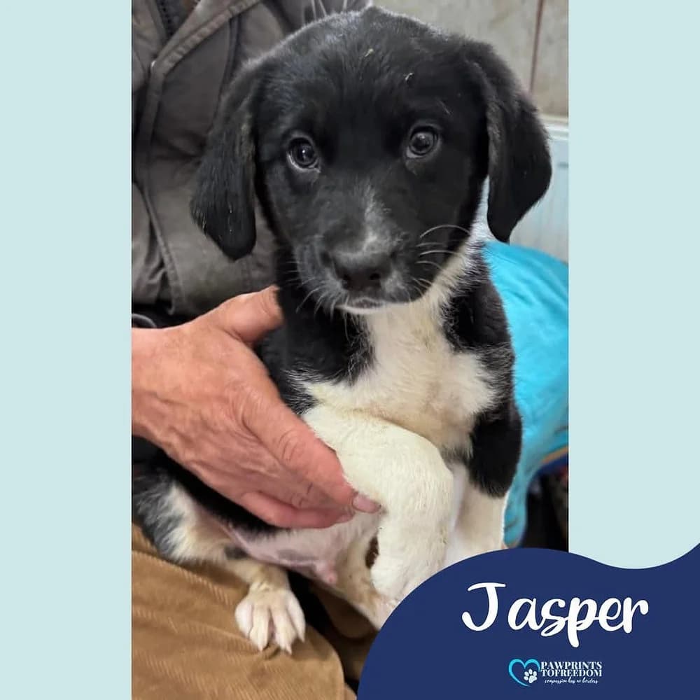 Jasper, male puppy mixed breed for adoption at Pawprints to Freedom