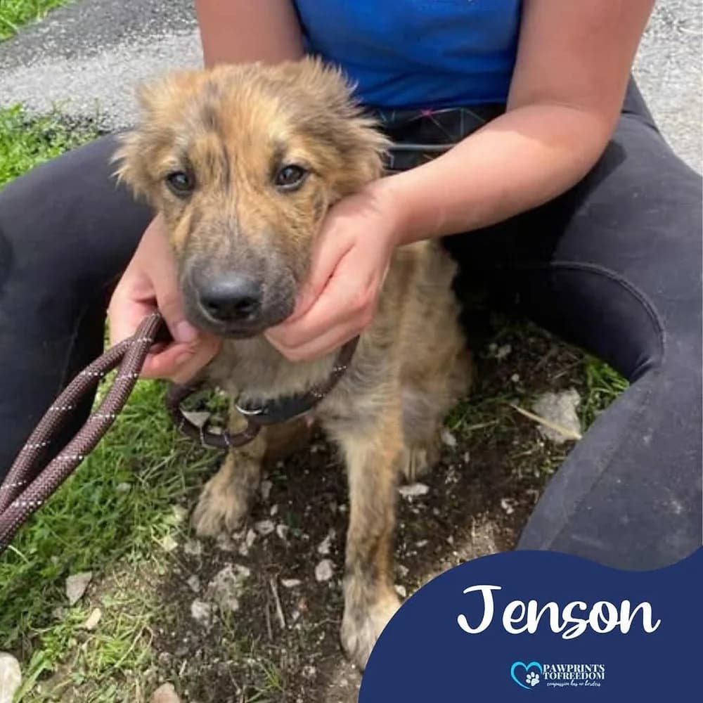 Jenson, male young mixed breed for adoption at Pawprints to Freedom