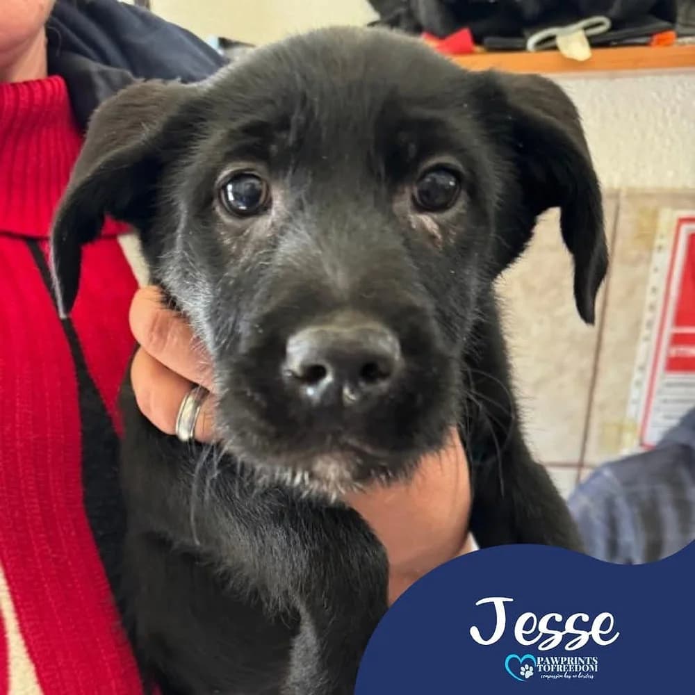 Jesse, female puppy mixed breed for adoption at Pawprints to Freedom