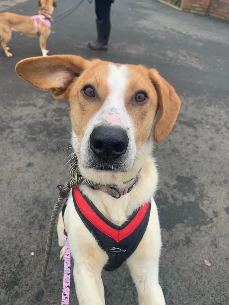 Jordan, male young mixed breed for adoption at Pawprints to Freedom