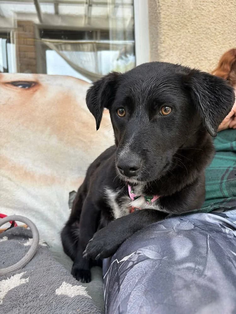 Josephine, female puppy mixed breed for adoption at Pawprints to Freedom