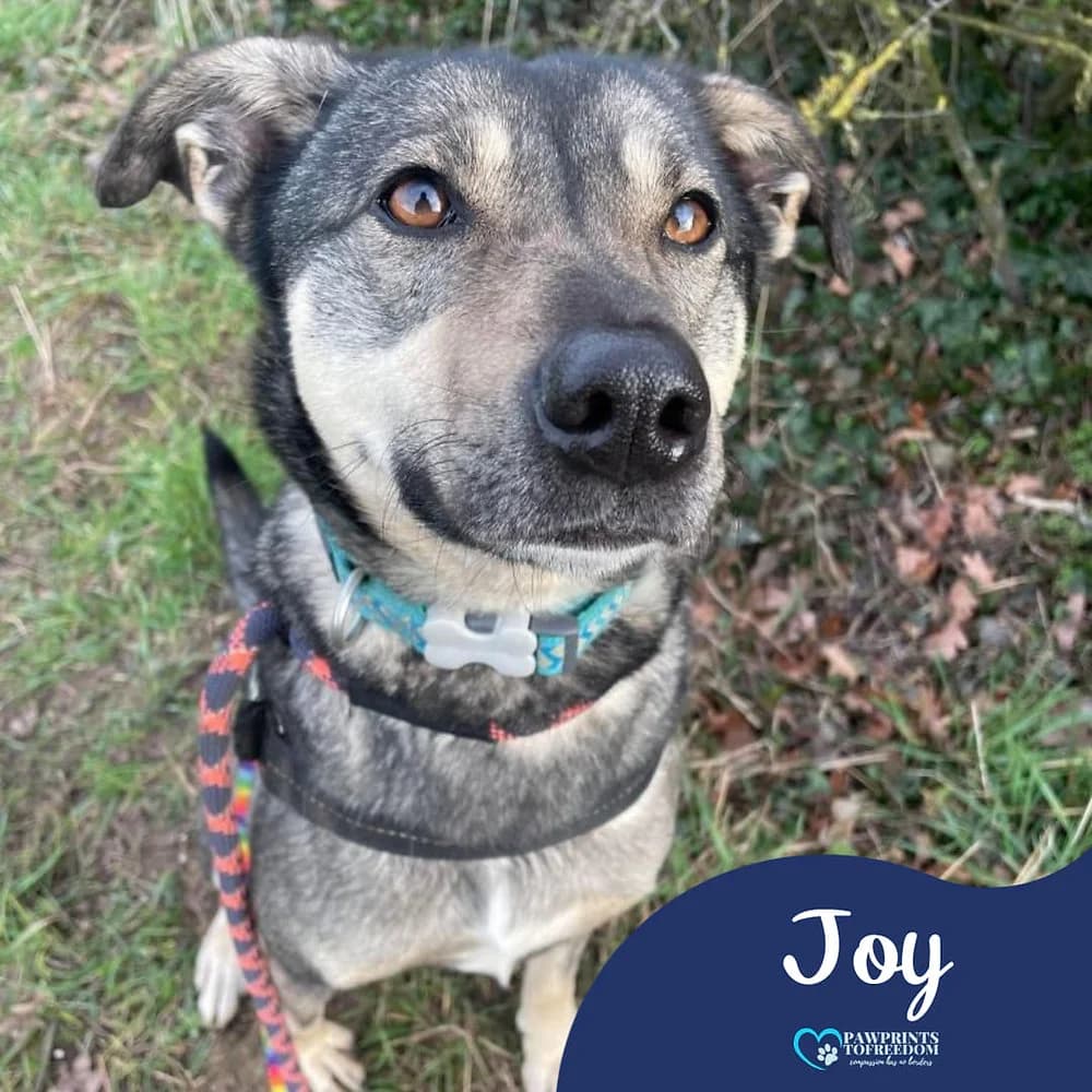 Joy, female 6yo mixed breed for adoption at Pawprints to Freedom
