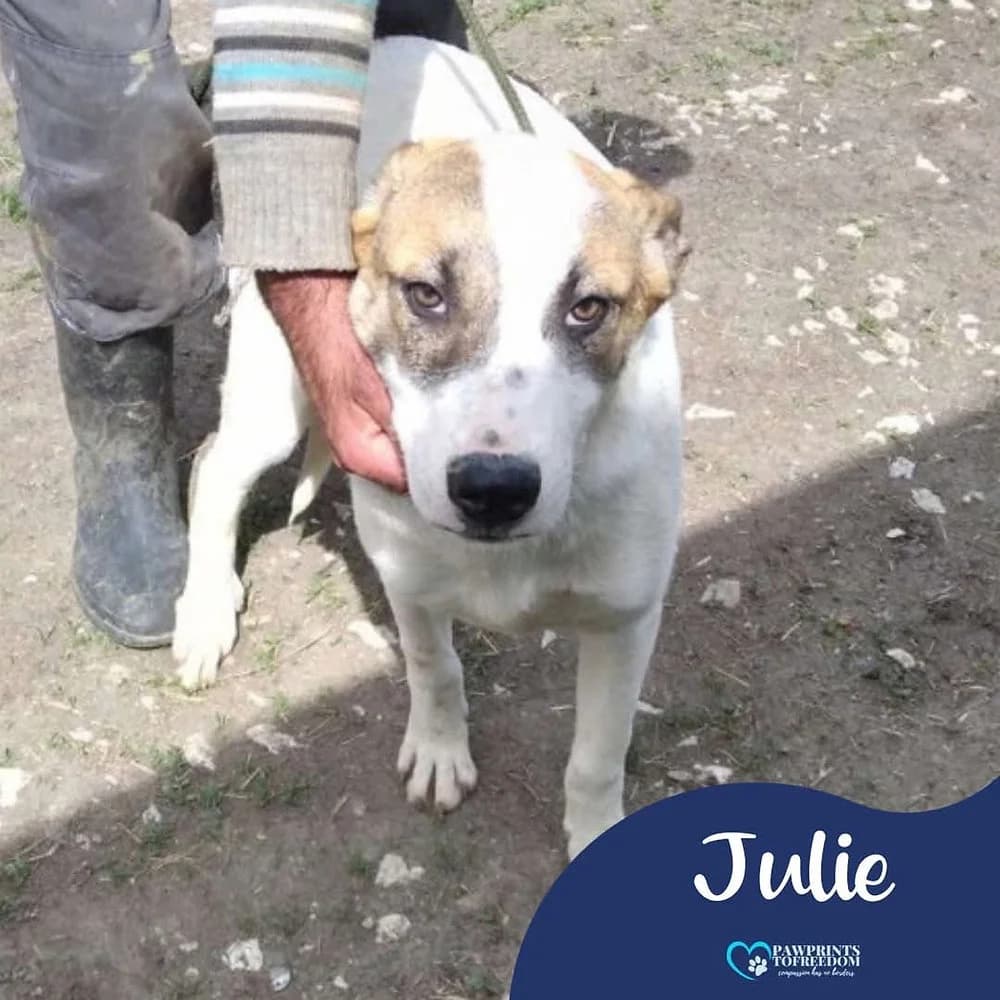 Julie, female young mixed breed for adoption at Pawprints to Freedom