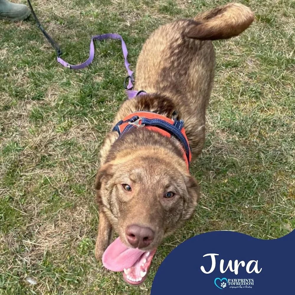 Jura, female puppy mixed breed for adoption at Pawprints to Freedom