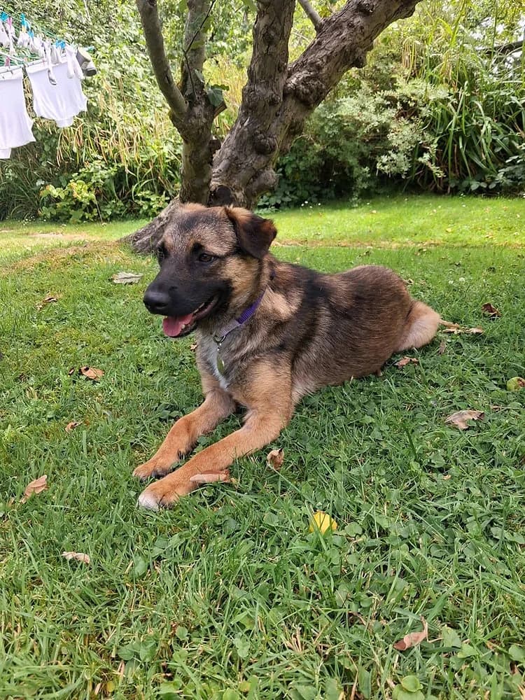 Katja, female young mixed breed for adoption at Pawprints to Freedom