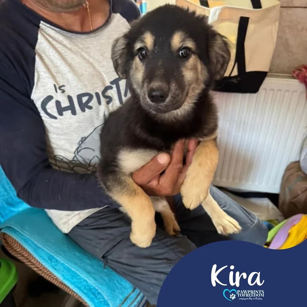 Kira, female puppy mixed breed for adoption at Pawprints to Freedom