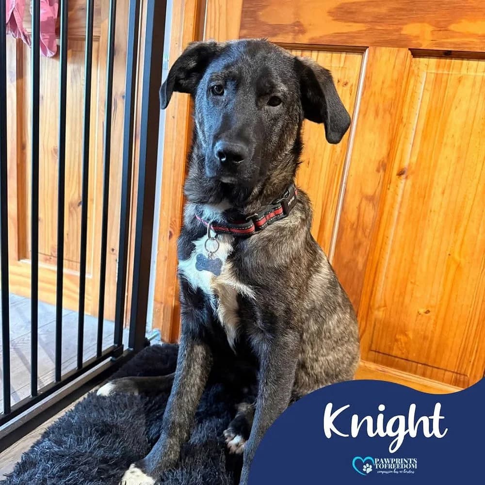 Knight, male puppy mixed breed for adoption at Pawprints to Freedom