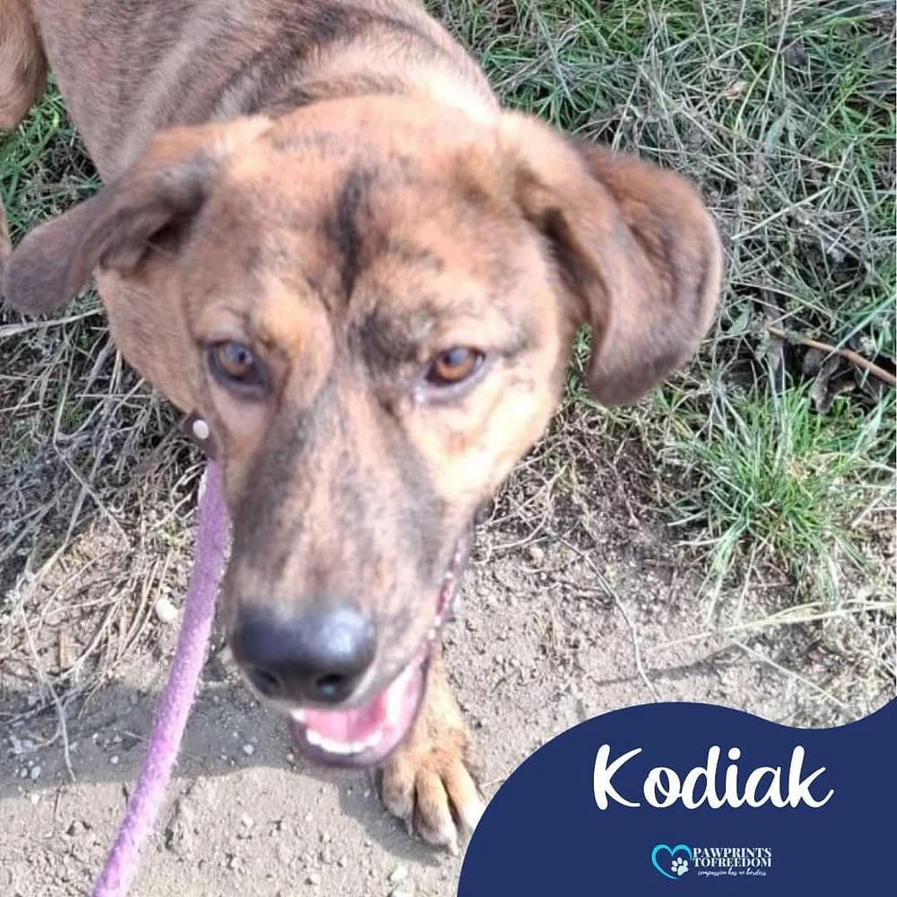 Kodiak, male young mixed breed for adoption at Pawprints to Freedom