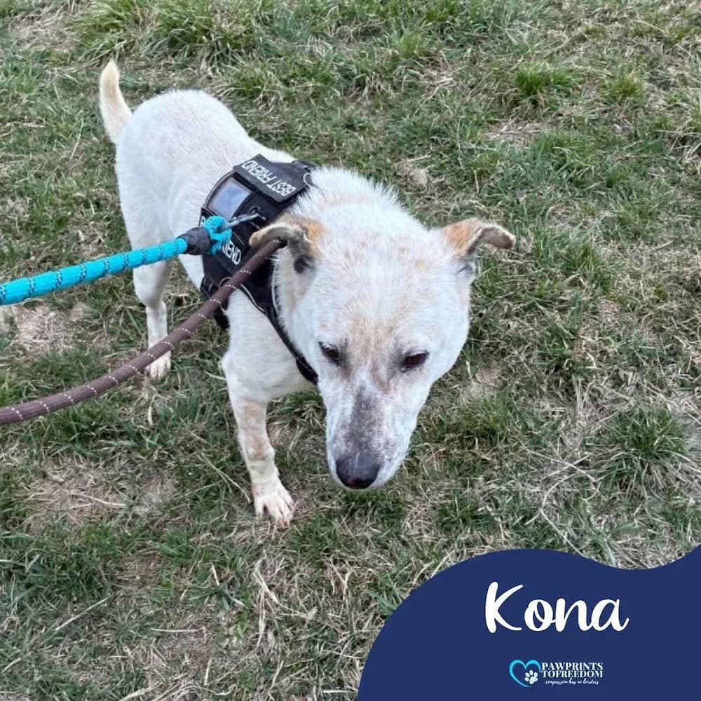 Kona, male 4yo mixed breed for adoption at Pawprints to Freedom