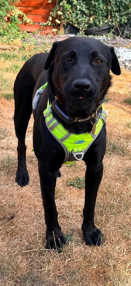Kuro, male 4yo mixed breed for adoption at Pawprints to Freedom