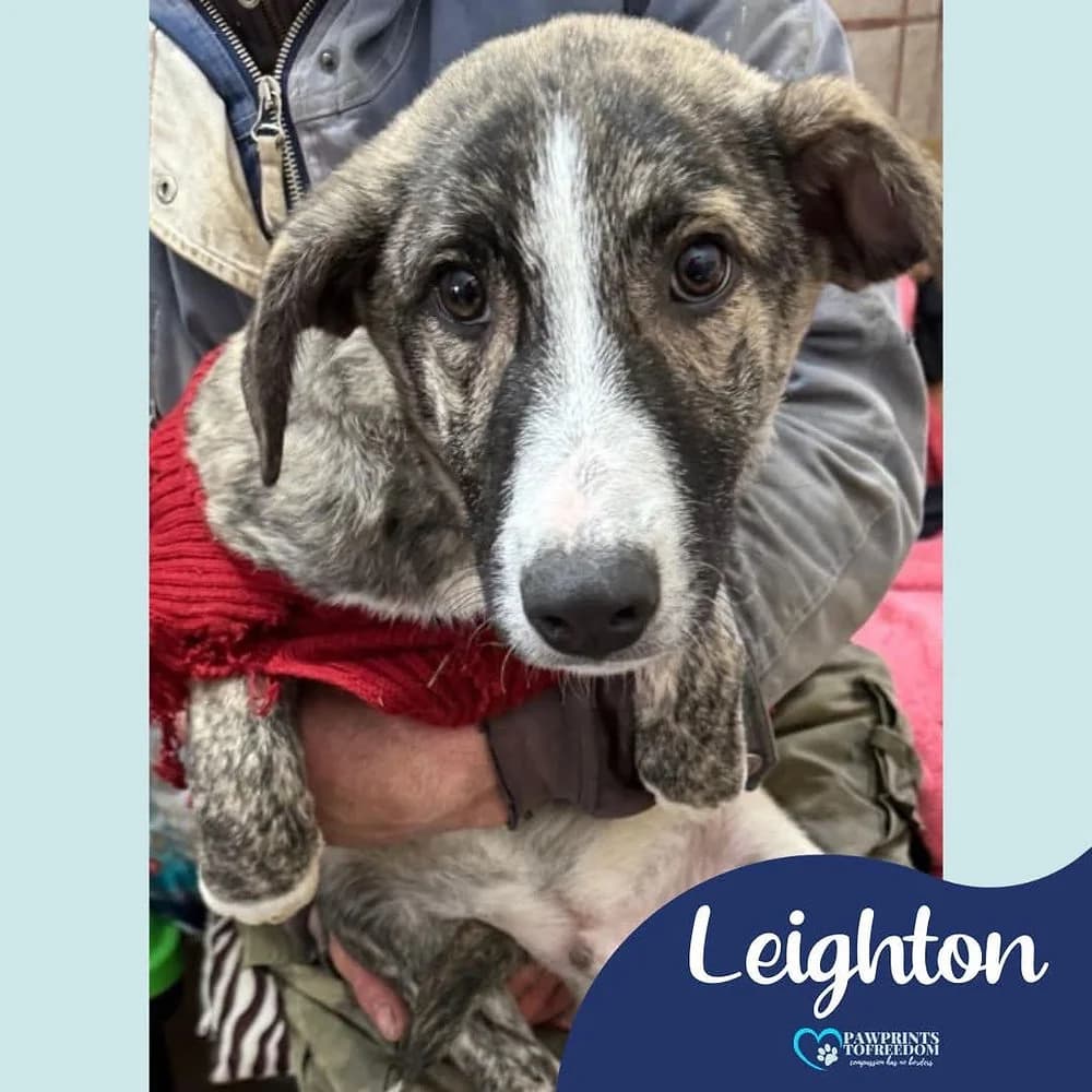 Leighton, male puppy mixed breed for adoption at Pawprints to Freedom