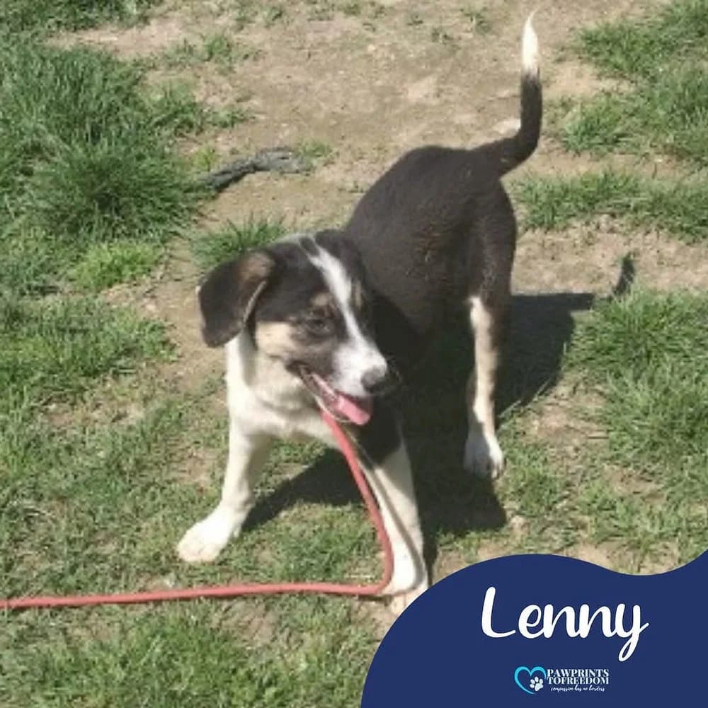 Lenny, male puppy mixed breed for adoption at Pawprints to Freedom