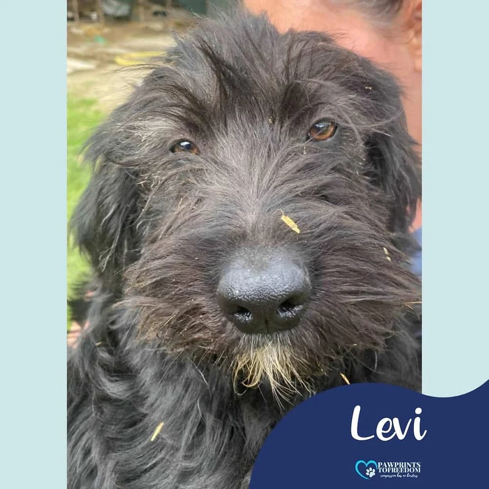 Levi, male young mixed breed for adoption at Pawprints to Freedom