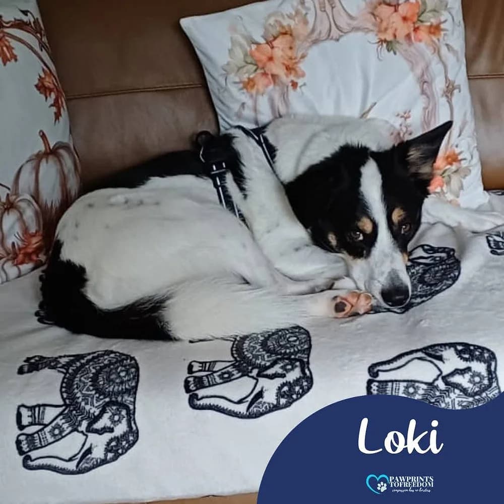 Loki, male 7yo mixed breed for adoption at Pawprints to Freedom