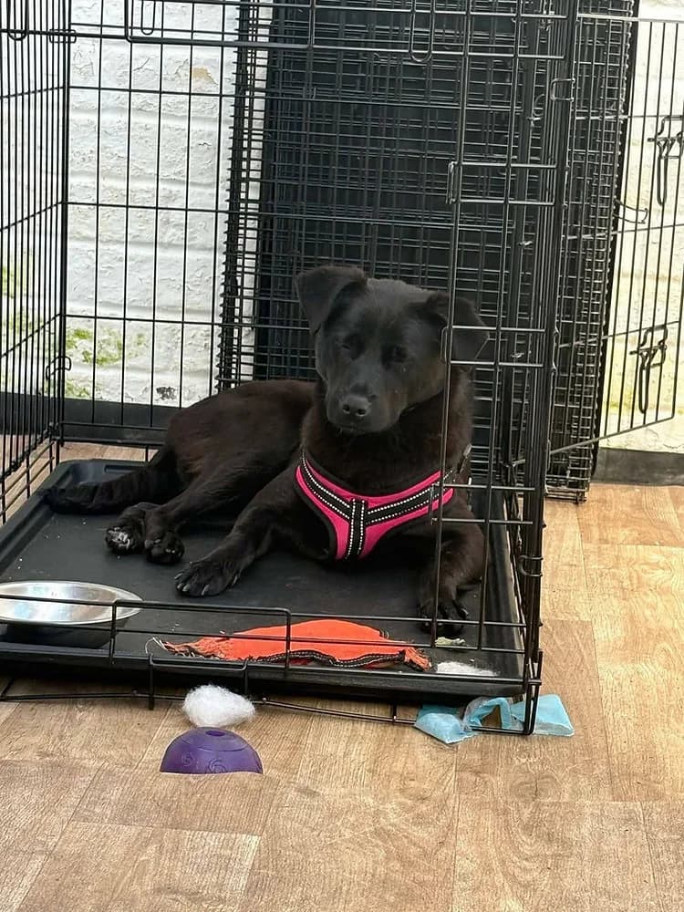 Loki, male puppy mixed breed for adoption at Pawprints to Freedom