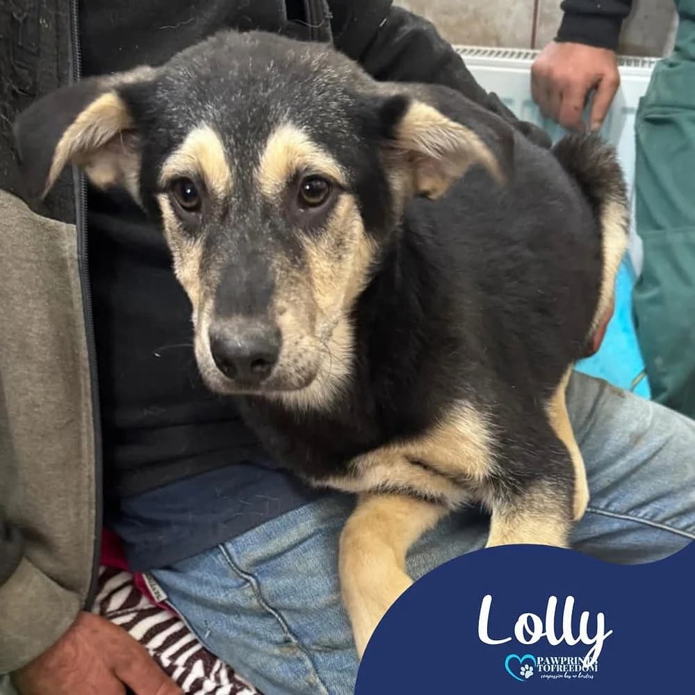 Lolly, female puppy mixed breed for adoption at Pawprints to Freedom
