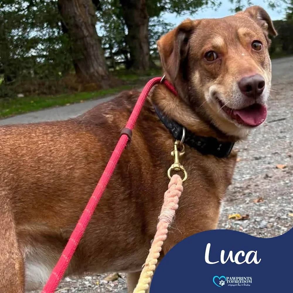 Luca, male 5yo mixed breed for adoption at Pawprints to Freedom