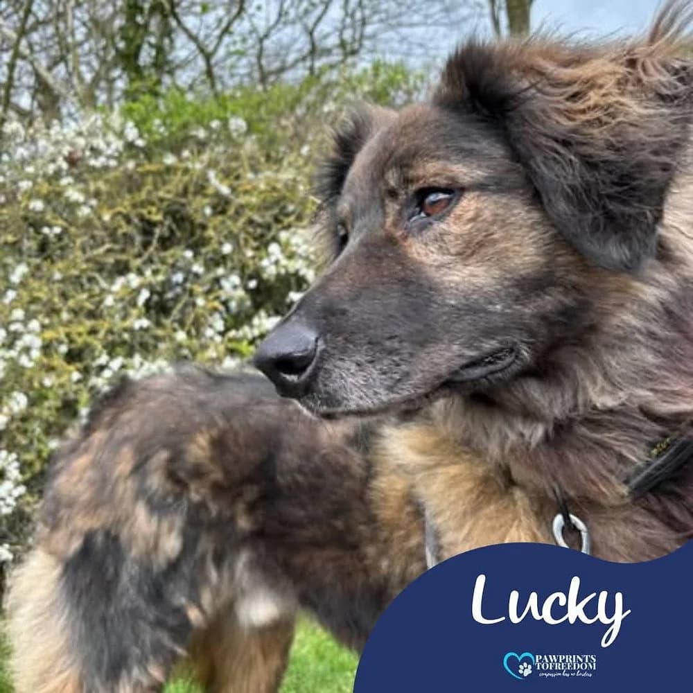 Lucky, male 5yo mixed breed for adoption at Pawprints to Freedom