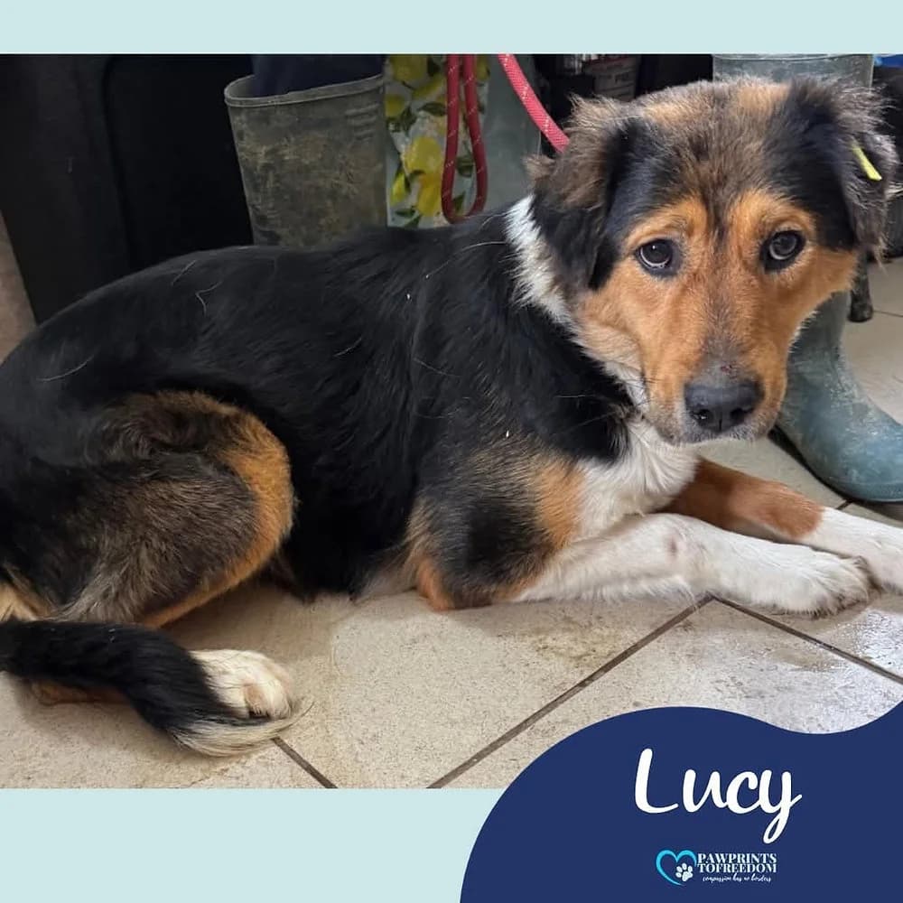 Lucy, female 3yo mixed breed for adoption at Pawprints to Freedom
