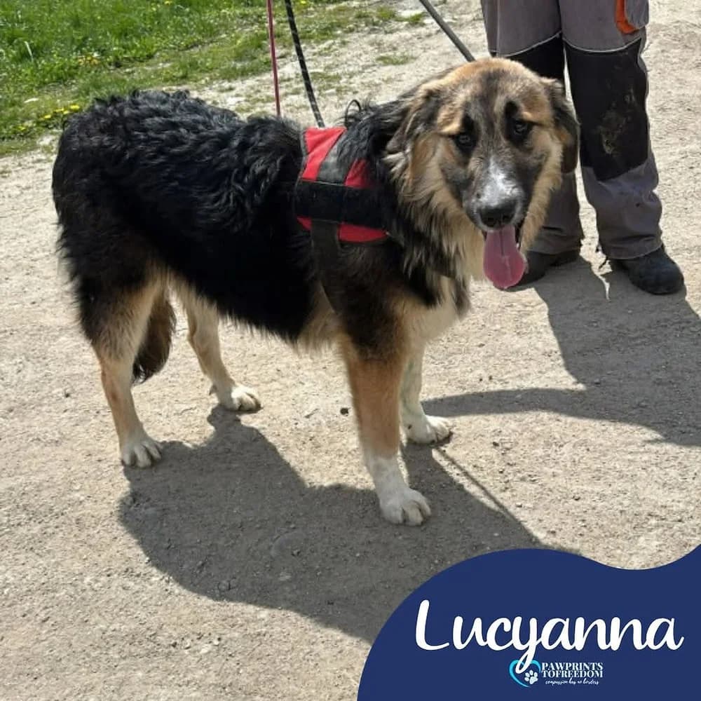 Lucyanna, female puppy mixed breed for adoption at Pawprints to Freedom