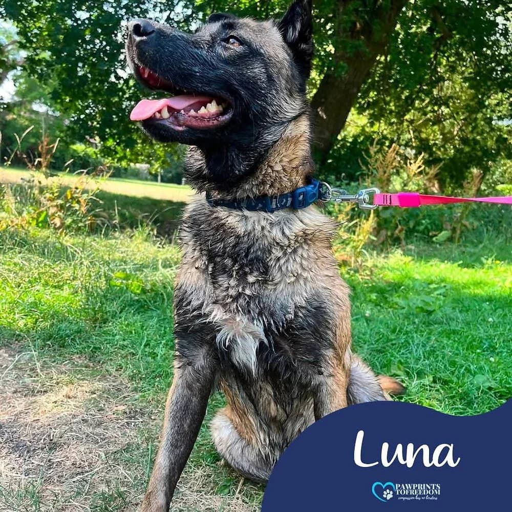 Luna, female young mixed breed for adoption at Pawprints to Freedom