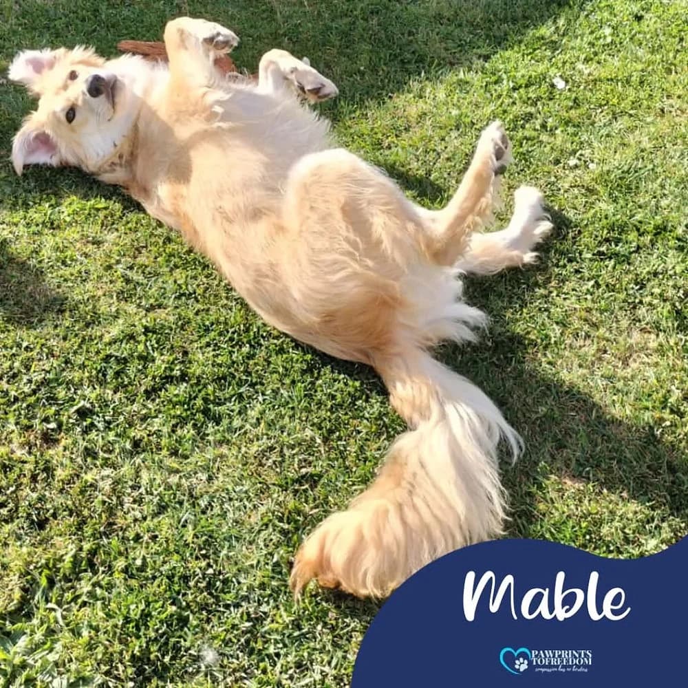 Mable, female young mixed breed for adoption at Pawprints to Freedom
