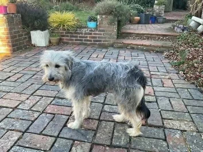 Martha, female young mixed breed for adoption at Pawprints to Freedom