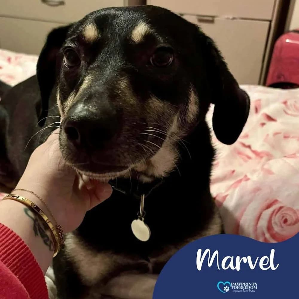Marvel, male 6yo mixed breed for adoption at Pawprints to Freedom