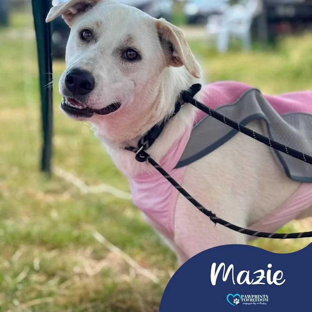 Mazie, female young mixed breed for adoption at Pawprints to Freedom