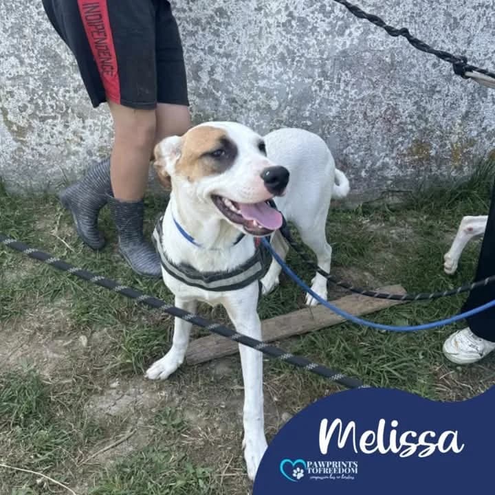 Melissa, female young mixed breed for adoption at Pawprints to Freedom